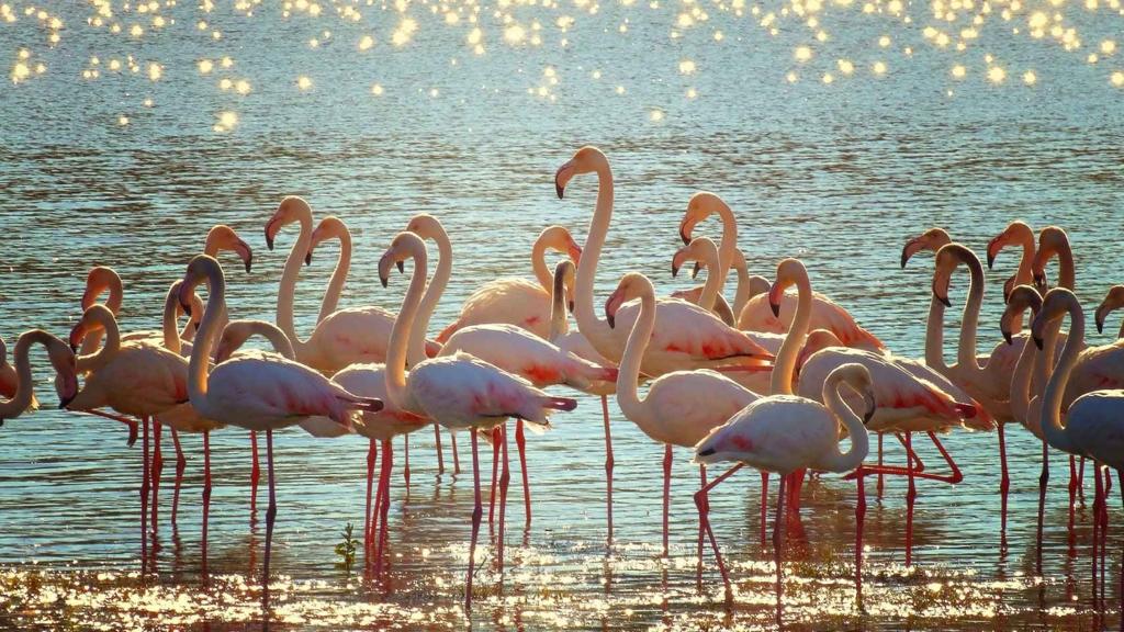 Torrevieja a Mediterranean Lifestyle