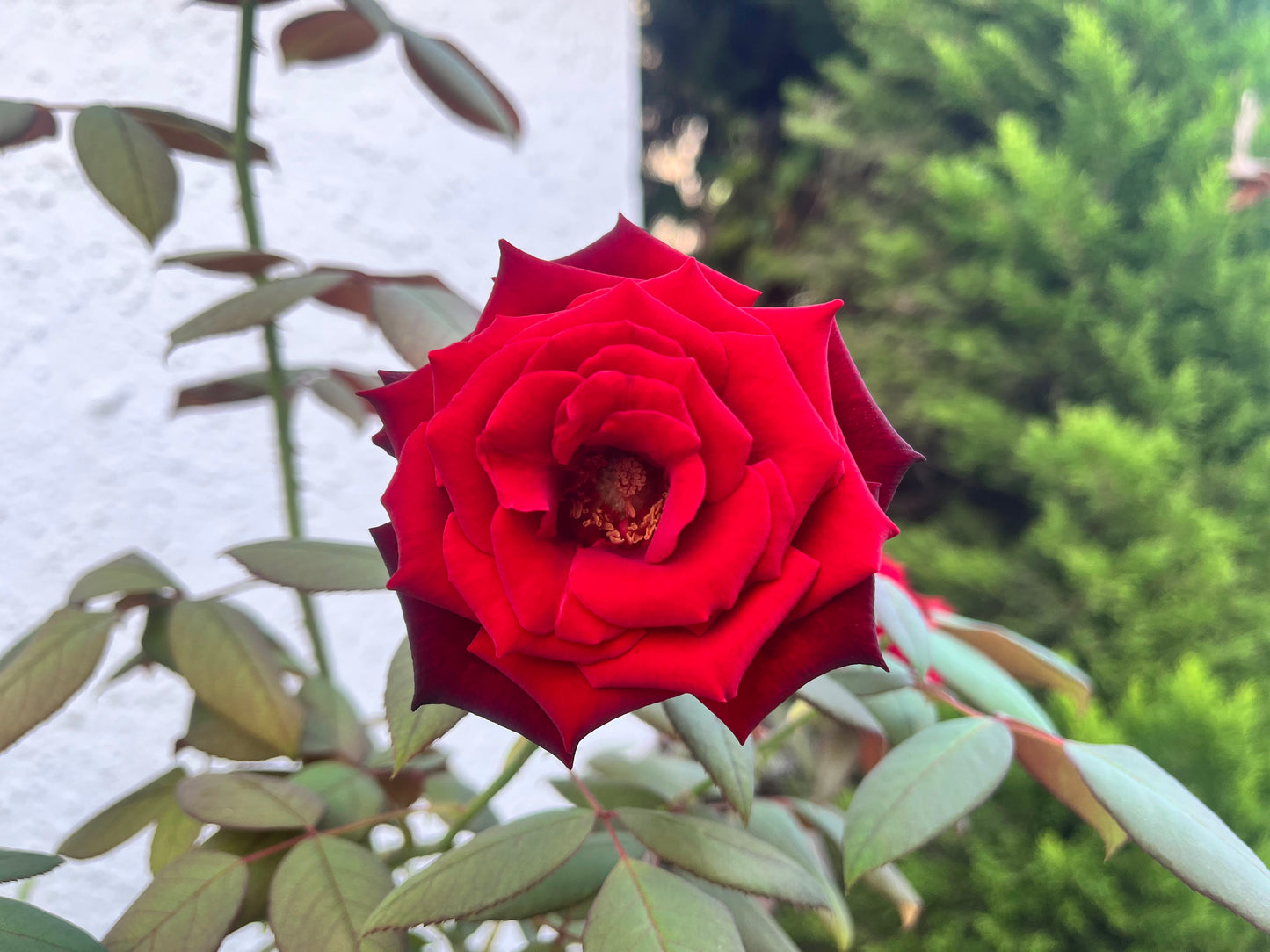 3 Bedrooms Duplex For Sale in Cabo Roig